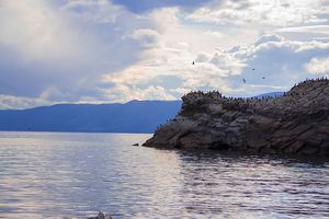 קורמורנים שחורים - מנוחה בשקיעה