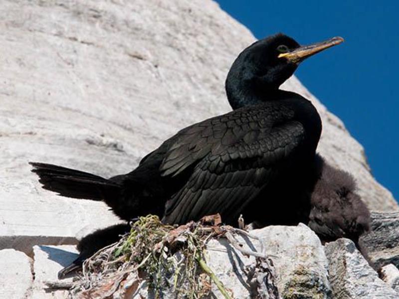 קורמורן מצויץ גדול - תמונה של הציפור המדהימה הזו