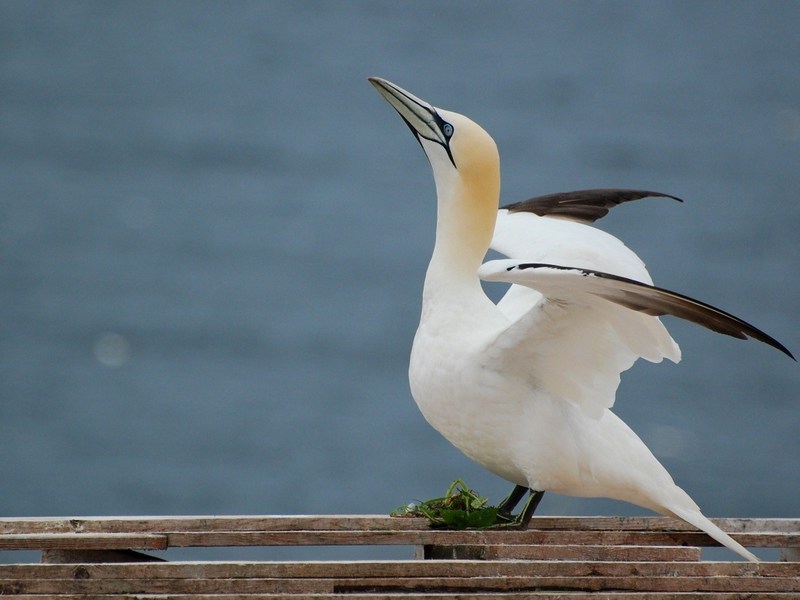 הקורמורן הלבן הוא ציפור נדירה, הרשומה בספר האדום.