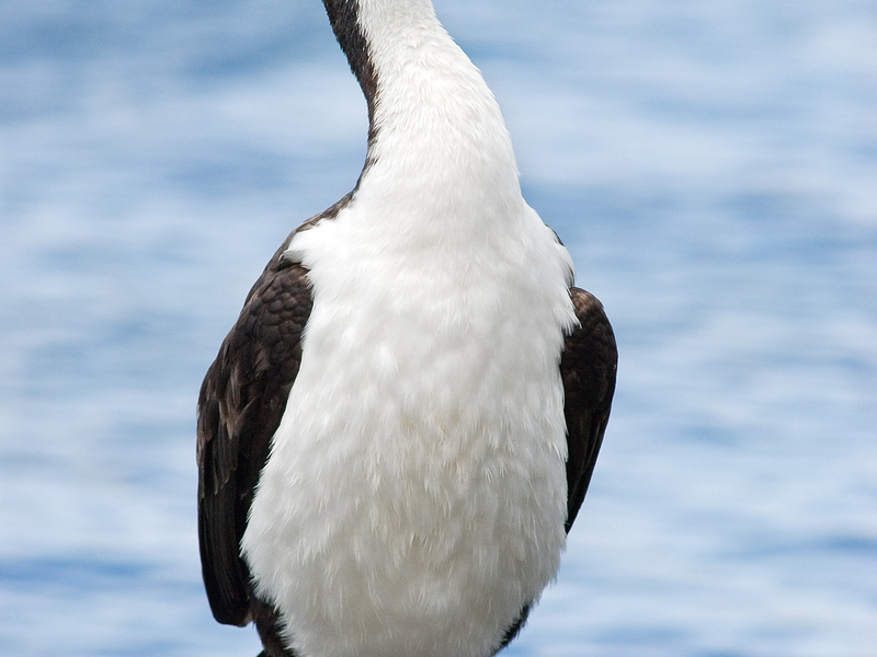 גם הקורמורן לבן החזה יפה מאוד