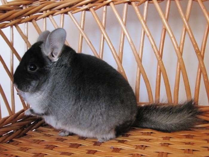 צ'ינצ'ילות קטיפה שחורה הן הבחירה המושלמת לחיים משפחתיים.