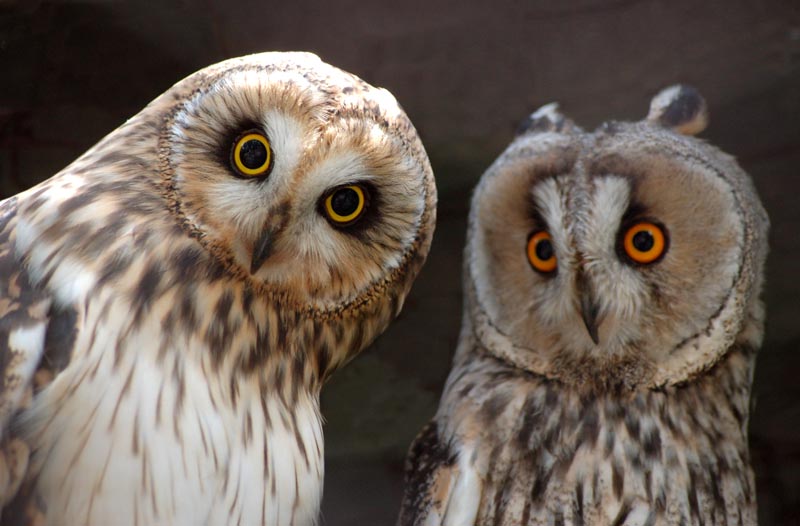 מה ההבדל בין ינשוף נשר לינשוף?