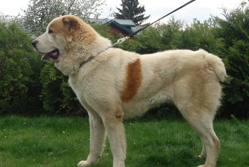 בולדוזר - אלאבאי הגדול ביותר