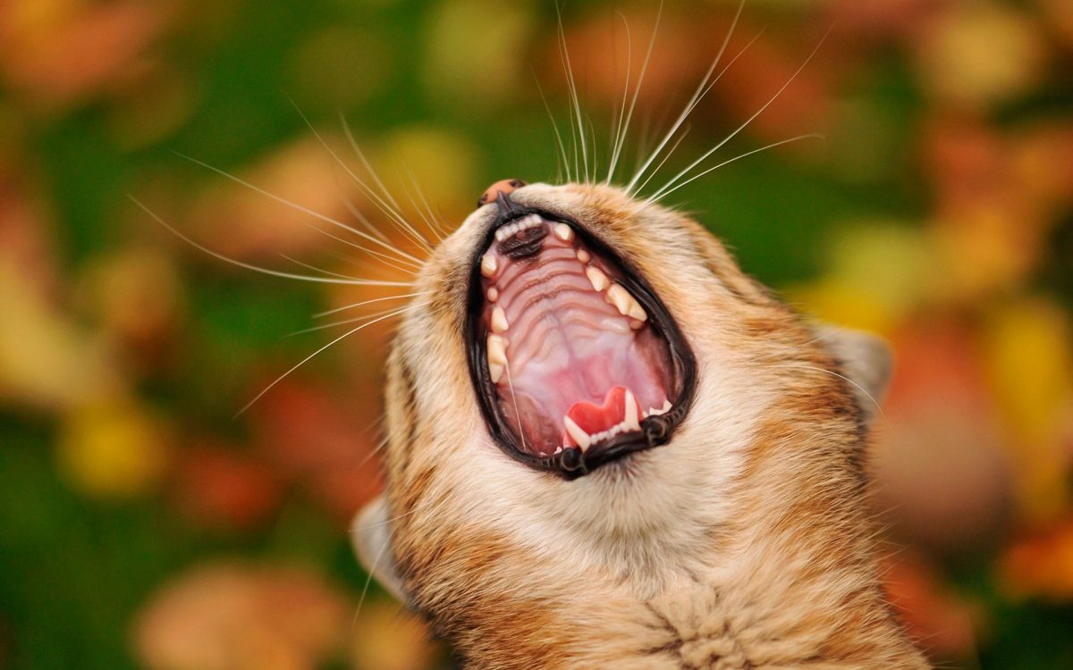 החתול מבקש את החתול