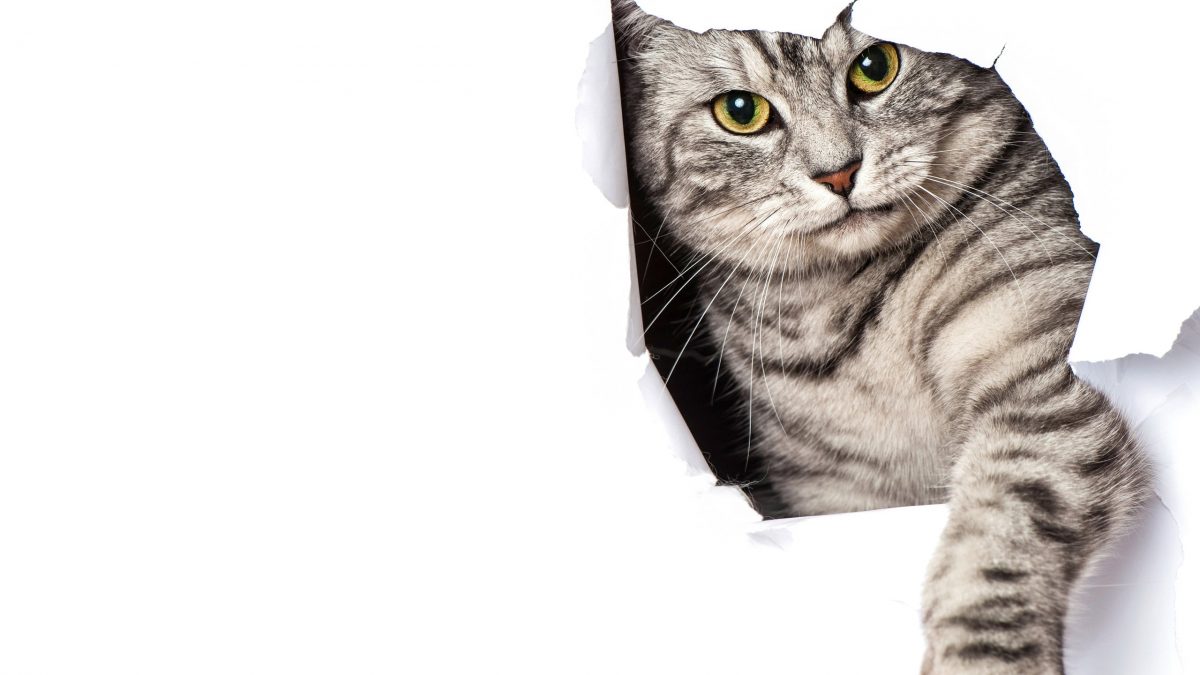 החתול קורע את הטפט