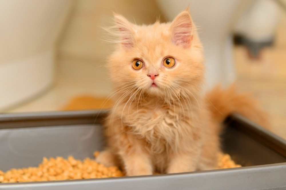 החתול לא יכול להשתין: איך לעזור והסיבות