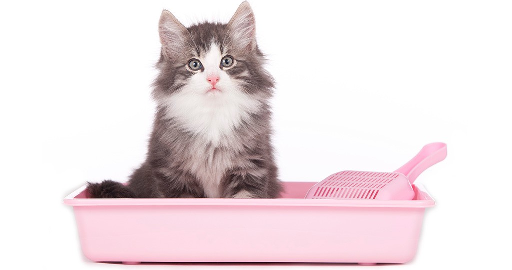 איך למנוע מחתול לעשות קקי במקום הלא נכון