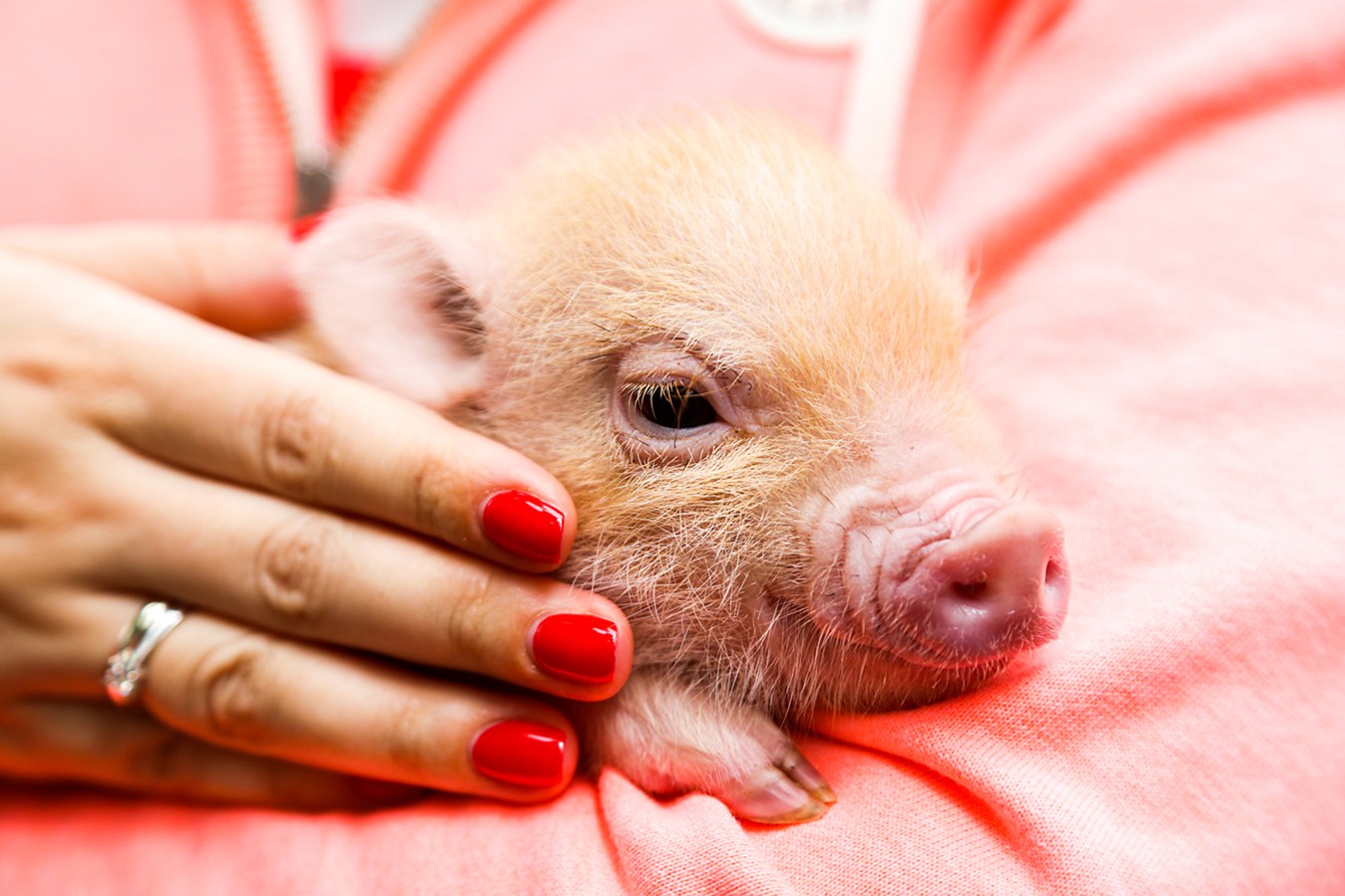 חזירונים מיניאטוריים: זנים, תוחלת חיים ותמונות