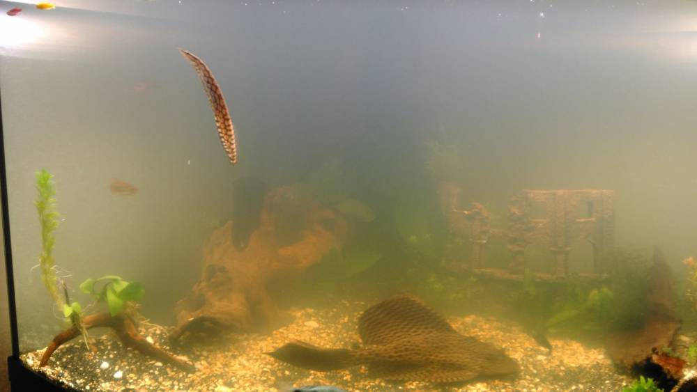 למה המים באקווריום שלי עכורים גם אם יש לי פילטר?