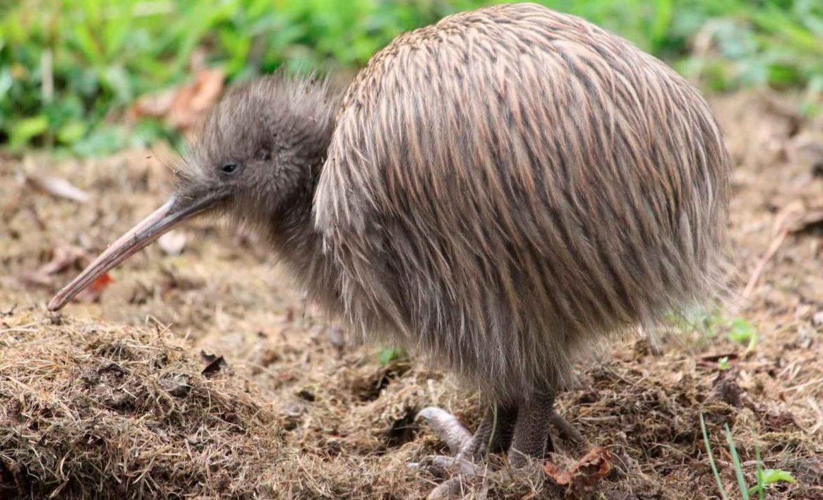 ציפור קיווי