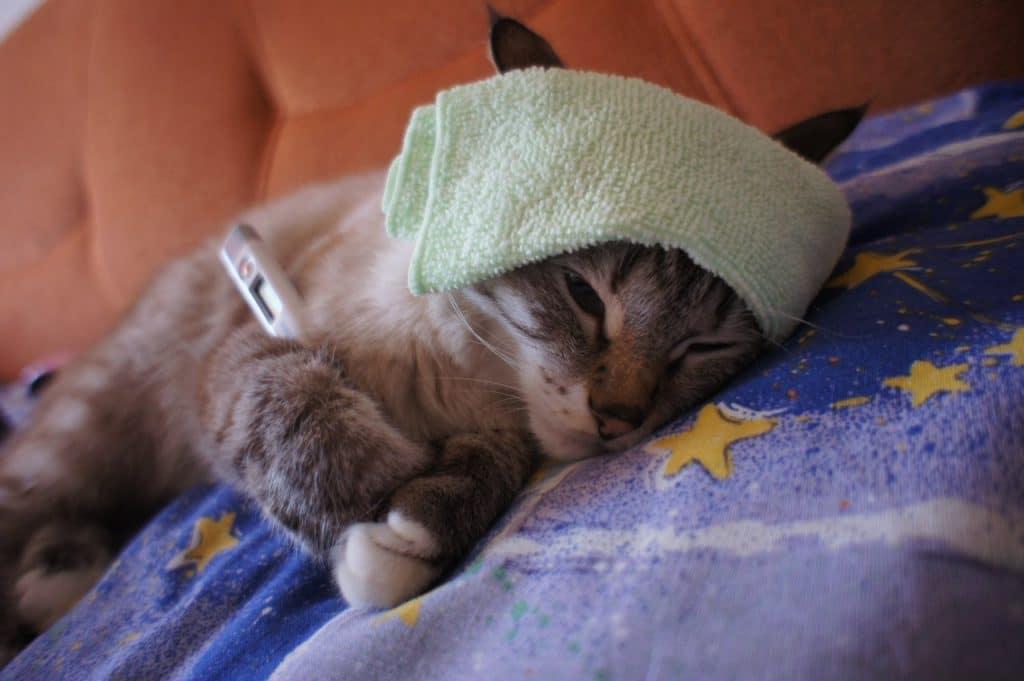 לחתול יש זעזוע מוח חמור: תסמינים וטיפול