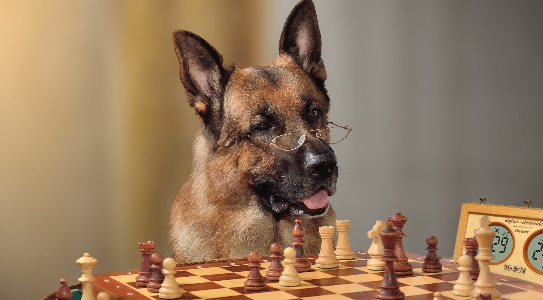 גזעי הכלבים החכמים ביותר בעולם - 10 המובילים