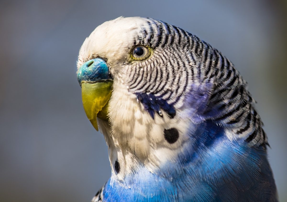 תוּכִּי קָטָן