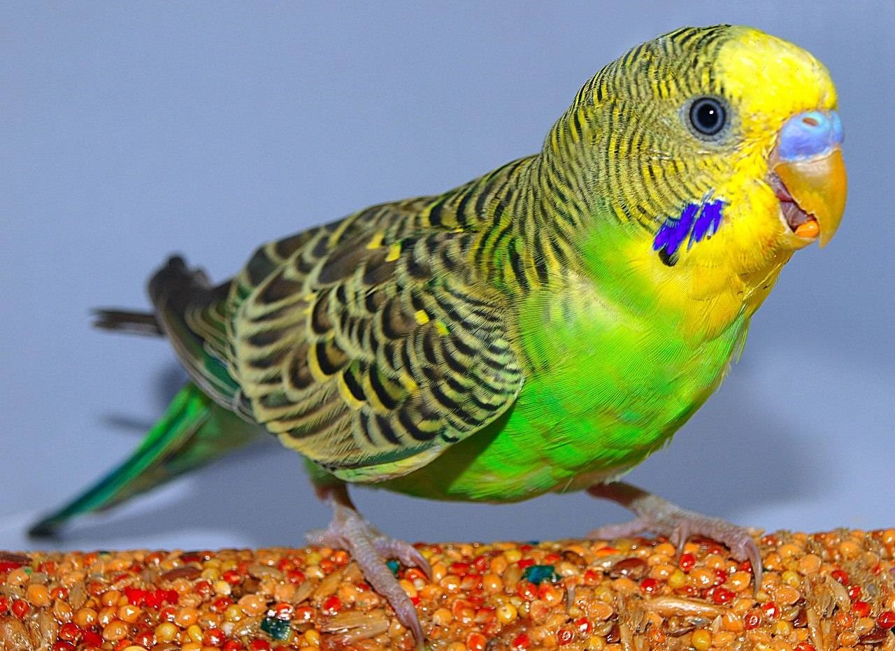 איך ללמד תוכי לדבר