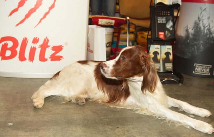 מזון לכלבים של בליץ