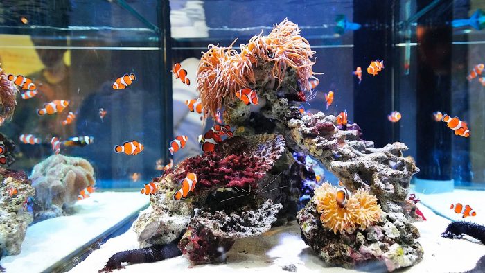 אקווריום דגי ליצן