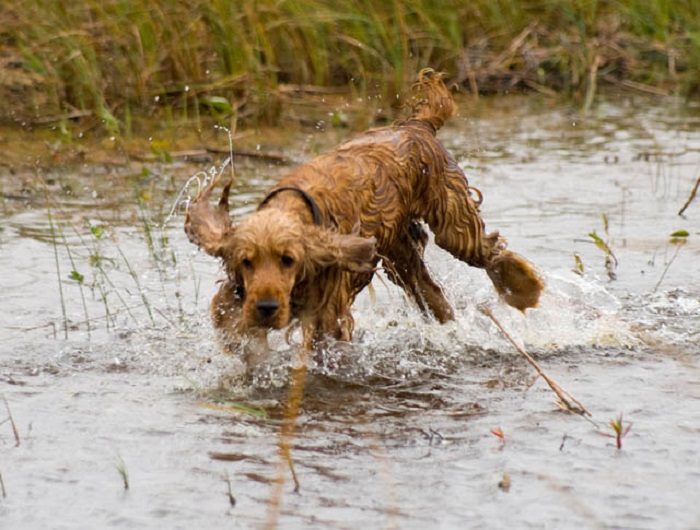 קוקר ספניאל אנגלי רץ דרך מים