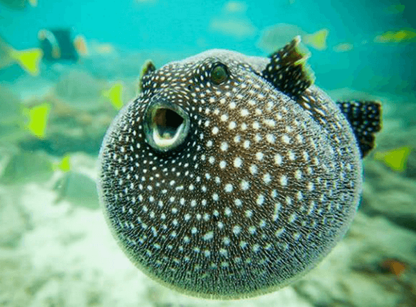 דג פוגו בים