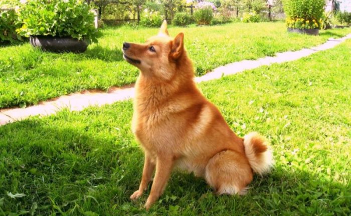 אימון לאיקה קרליאני-פינית