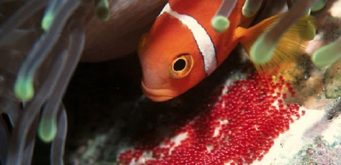 קוויאר דג ליצן