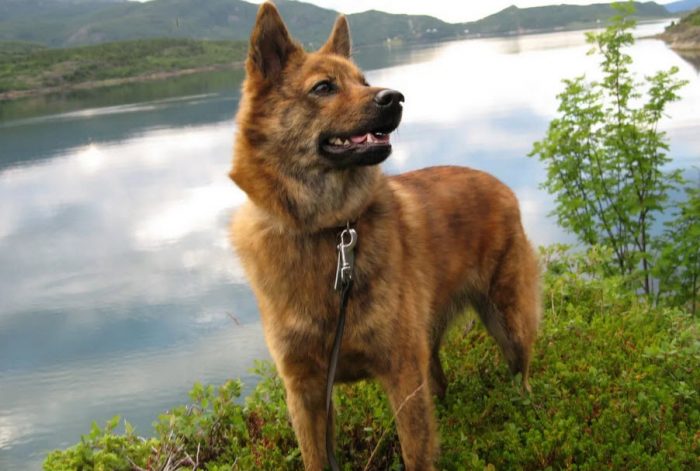 מראה הלייקה הקארלית-פינית