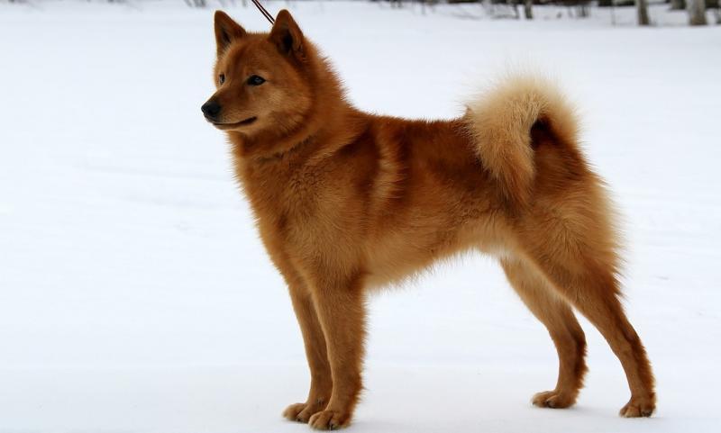 לאיקה קארלו-פינית: עוזר הציד האידיאלי
