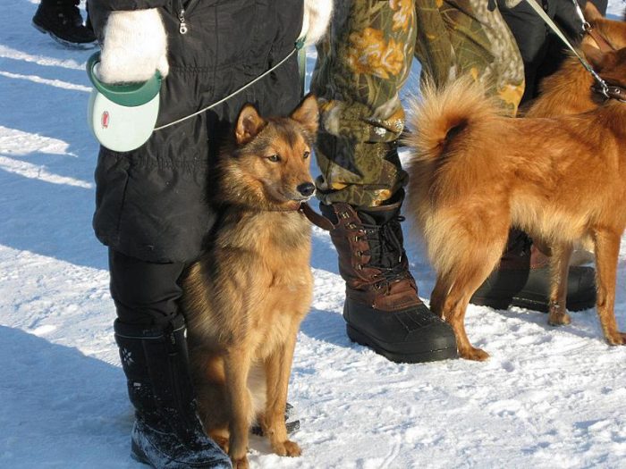 לאיקה קארלו-פינית בציד