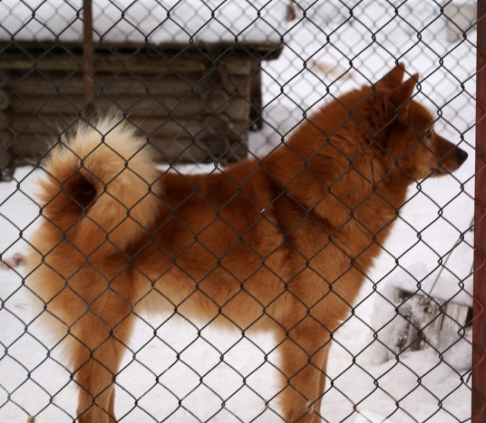 לאיקה קארלו-פינית במתחם