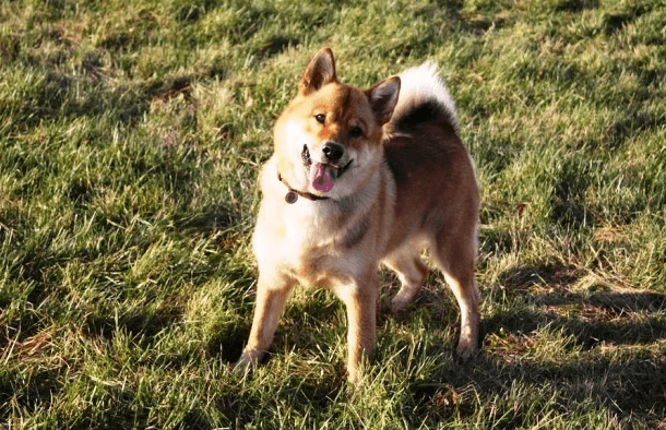 לייקה קארלו-פינית