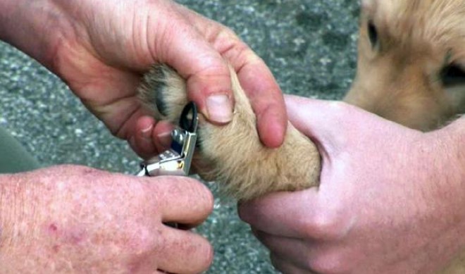 גיליוטינה לחיתוך ציפורניים