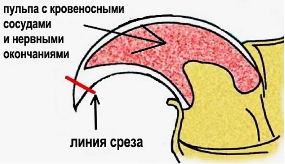 טבלת גזיזת ציפורניים לכלבים