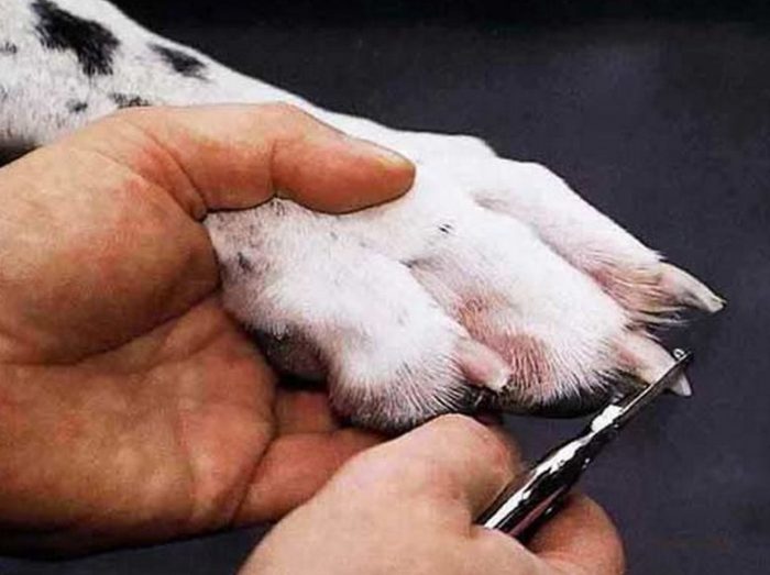 זווית חיתוך ציפורניים נכונה