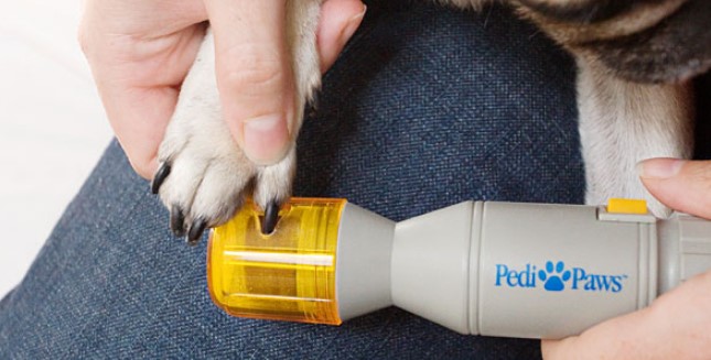 פדיקור לכלבים עם מטחנה