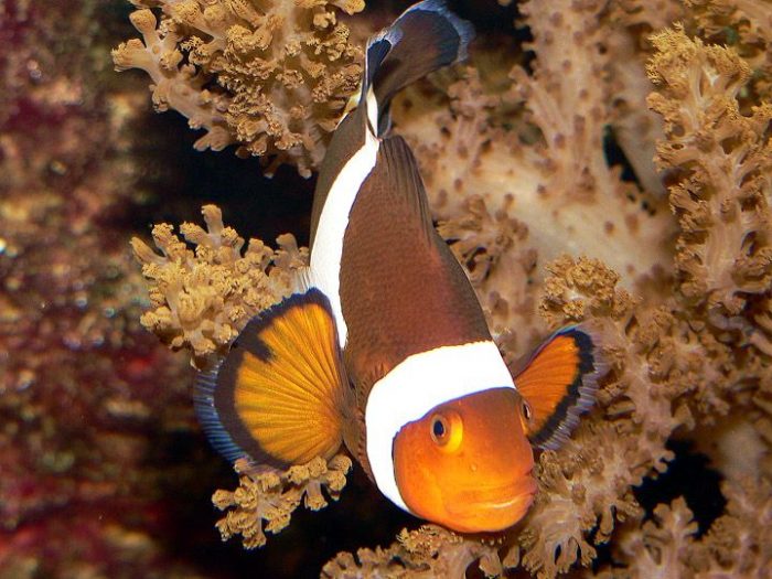 ליצן שוקולד