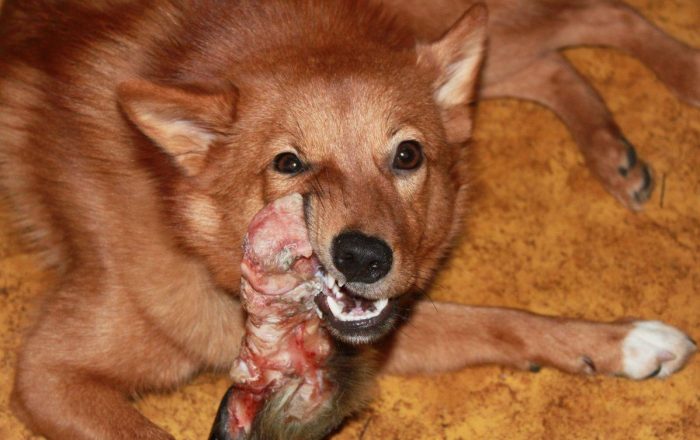 תזונת הלייקה הקארלית-פינית