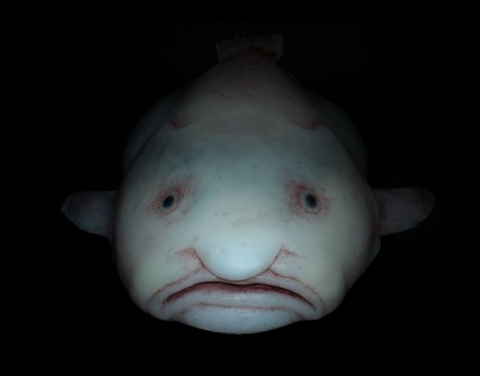 דג בועות במים