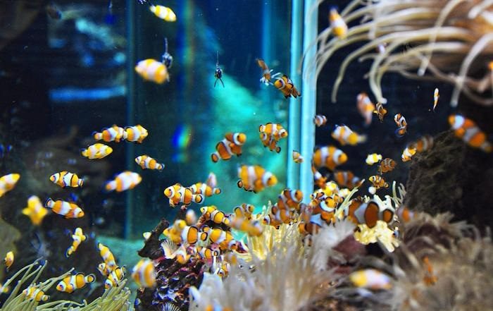 דג ליצן באקווריום