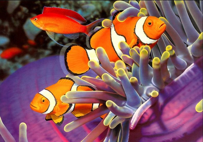 דגי ליצן ליד אלמוגים