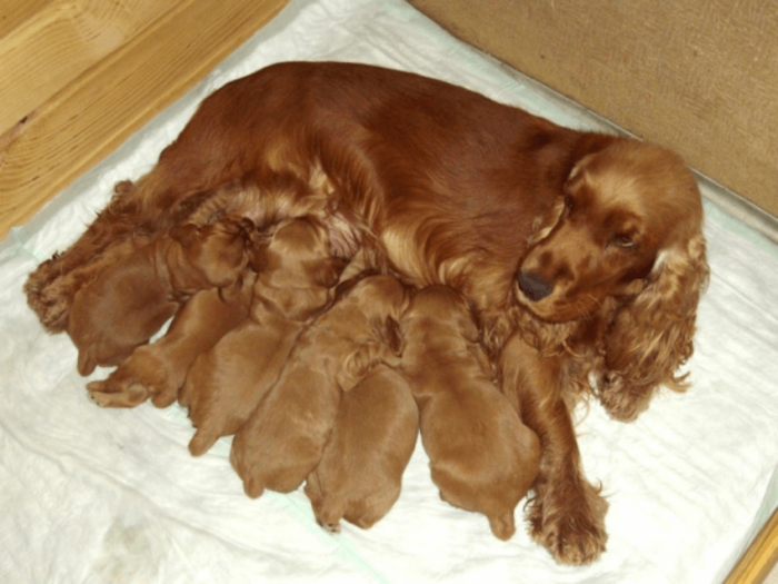 קוקר ספניאל אנגלי מיניקה את גוריה.