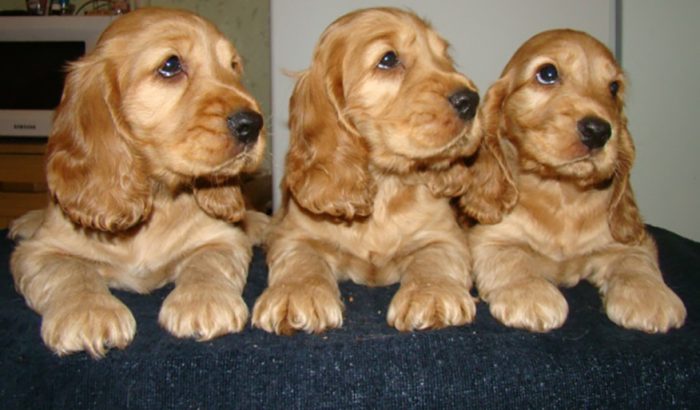 גורי קוקר ספניאל אנגלי