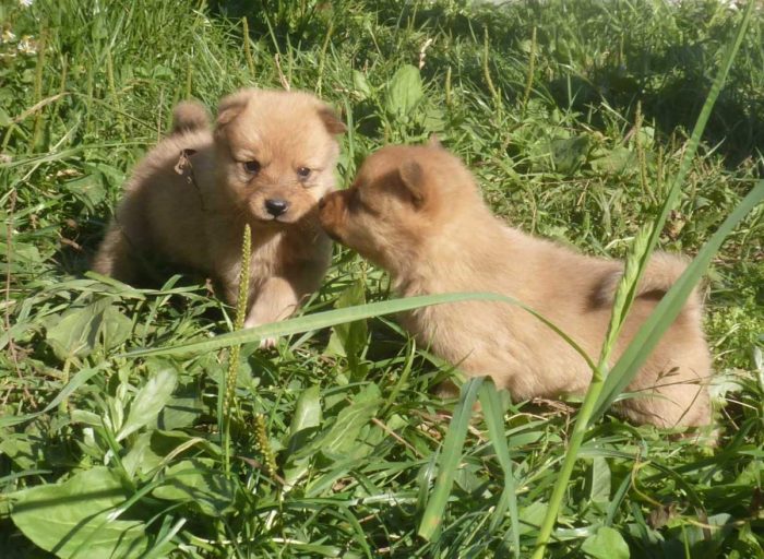 גורי לייקה פיניים-קרליים