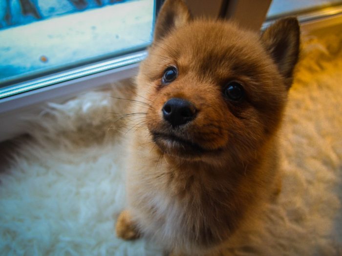 גורת לייקה קרלית-פינית