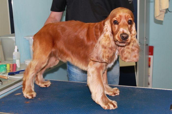 תספורת קוקר ספניאל אנגלי