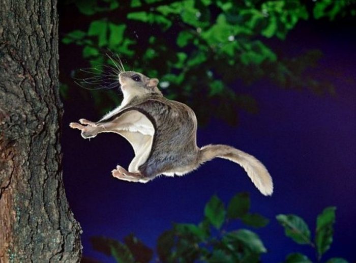 סנאי מעופף יפני