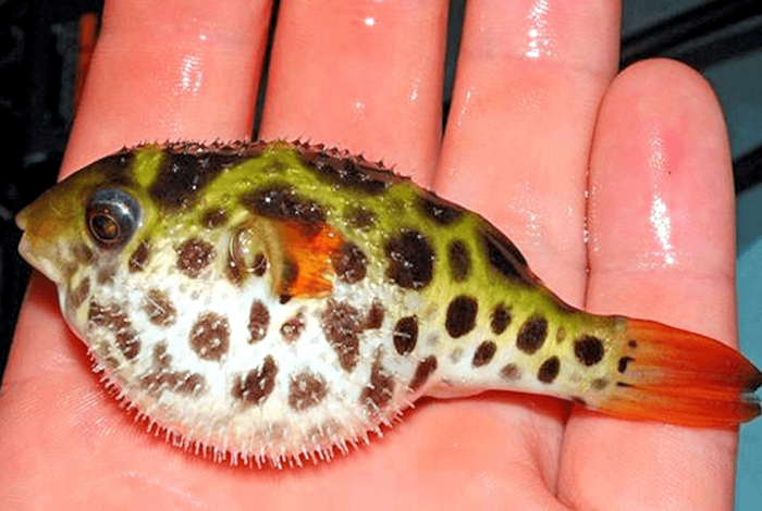 טטראודון לאקווריום