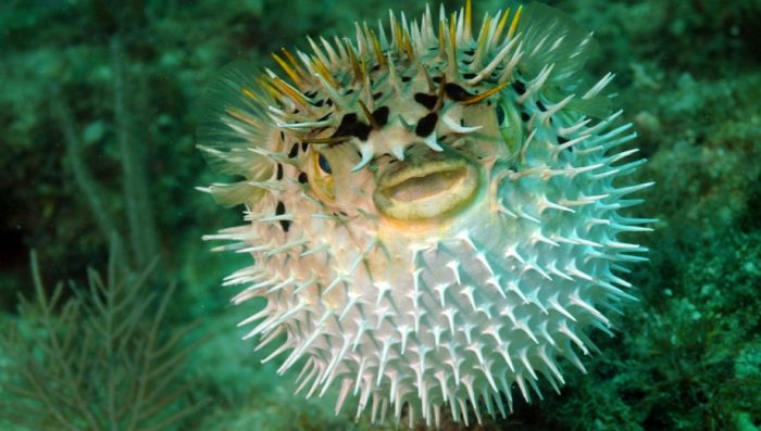 חייו של דג פוגו