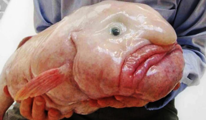 בלובפיש בגודל מלא