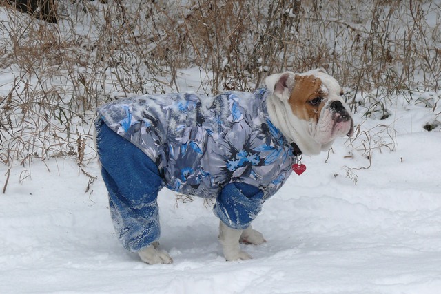 בולדוג אנגלי בסרבל