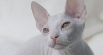 ספינקס לבן דון