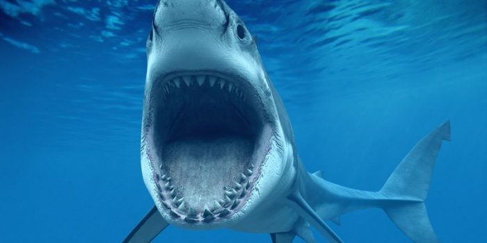 לסתות של כריש לבן גדול